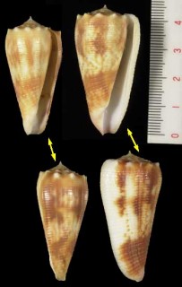 モルッカイモ Conus moluccensis small
