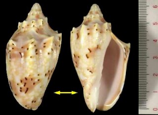 ナンバンコオロギボラ Cymbiola pulchra forma woolacottae small