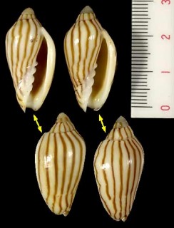 タテジマニンギョウボラ Amoria dampieria