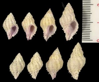 スジサンゴヤドリ Coralliophila costularis