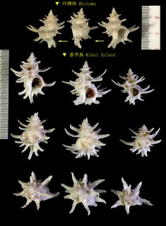 ヒメカセン Babelomurex spinosus