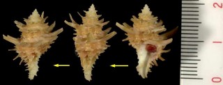 カゴメカセン Latiaxis wormaldi small