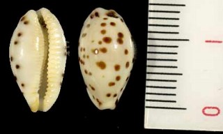 アフリカゴマフダカラ Ransoniella punctata berinii