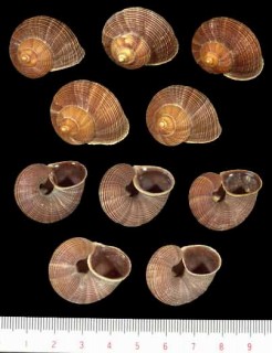 アミメヤママイマイ Tropidophora fulvescens small