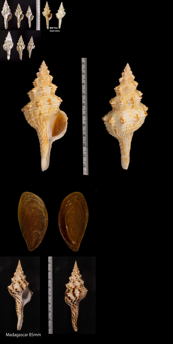 チトセボラ Fusinus nicobaricus