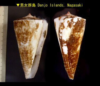 チュウカイモ 中華芋 Conus recluzianus small