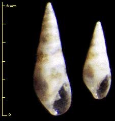 ホソゴマフクリムシ Stricteulima amamiensis
