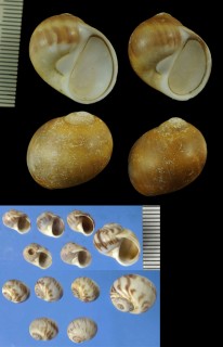 ヒラセタマガイ Cryptonatica hirasei small