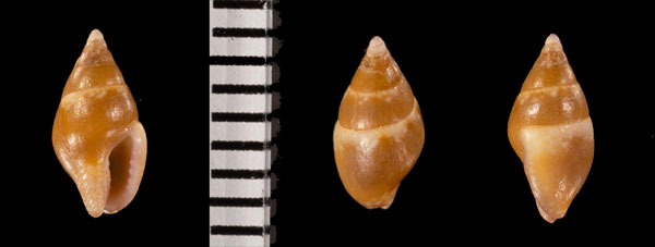 クビカザリムギガイ (仮称) Mitrella r001733 small