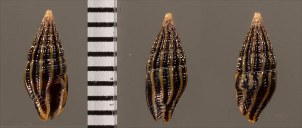 ヒョウムギガイ (仮称) Anachis r001734 small