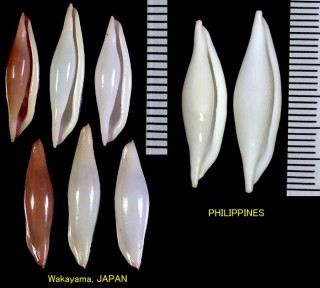 キヌヅツミ 絹包 Phenacovolva philippinarum