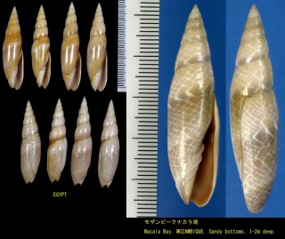 アミメフデ (コウジンカスミフデ) Scabricola fissurata