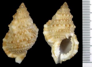 タイセイヨウコナルトボラ Bursa ranelloides tenuisculpta small