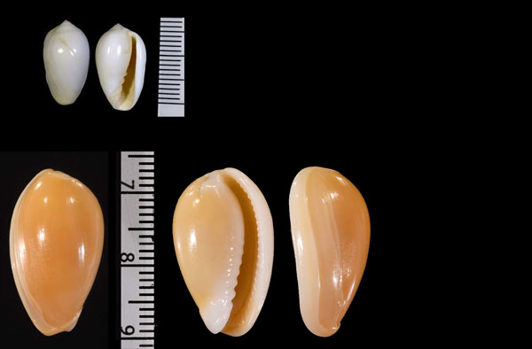 ツノイロトリノコ Marginella cornea small