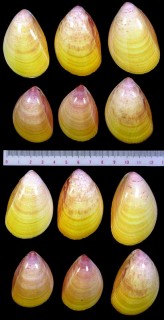 マクラザル (黄色い個体) Laevicardium attenuatum small