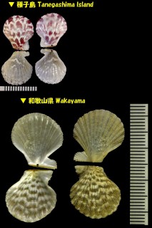 ヤガスリヒヨク 矢絣比翼 Chlamys coruscans small