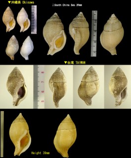トウサツムバイ （仮称） Phaenomenella insulapratasensis