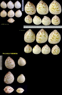 アカフザル Laevicardium rubropictum small