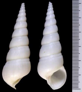 オパールキリガイダマシ (白化個体) Mesalia opalina small