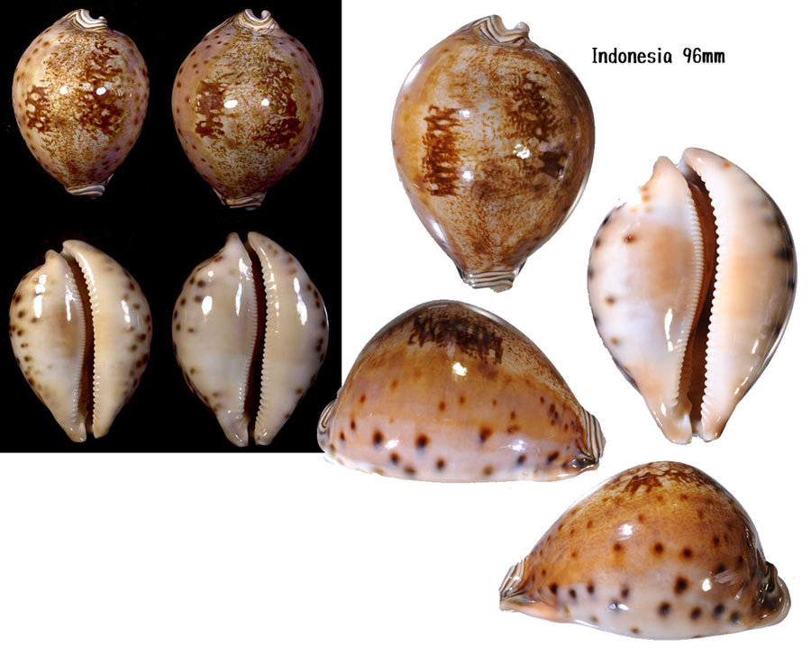 真珠宝貝】フィリピン産 Leporicypraea valentia (Perry， 1811