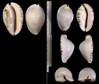 シロヘルメットダカラ (アルバニーヘルメットダカラ) Zoila marginata albanyensis