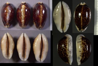 カネツケダカラ (ホソヤクシマダカラの黒化型) Mauritia eglantina niger small