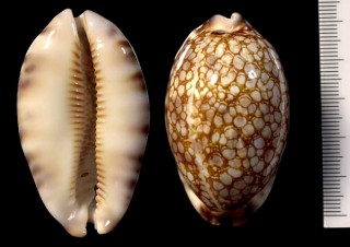 ニセヤクシマダカラ Mauritia histrio small