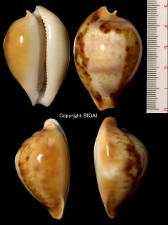 カレドニアテラマチダカラ Nesiocypraea teramachii caledonica