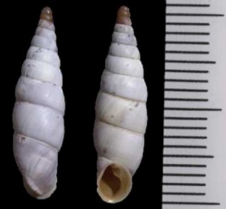 アルバニアのアオギセルの一種 Albinaria scopulosa epirotes small