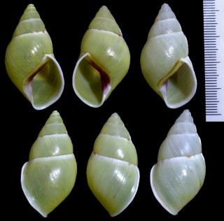 マレーマイマイの一種 Amphidromus alticola aff. small