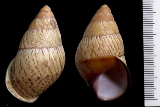 ボホールハデタケノコマイマイ Helicostyla camelopardalis boholensis form superba small