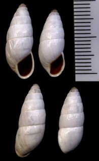 シマキセルモドキの一種 Zebrina fasciolata fasciolata small