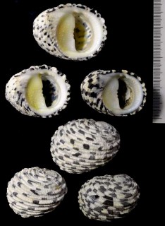 クロフアマオブネ Nerita textilis small