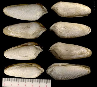 オニニオガイ Barnea manilensis small