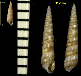 ホソイトカケギリ Pyrgolampros hiradoensis small