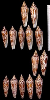 ベンガルイモ Conus bengalensis small