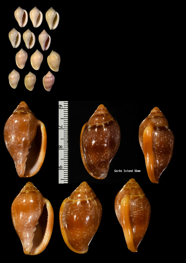 アデヤカヘリトリ Marginella glabella small