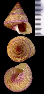 ユビワエビス Calliostoma annulatum small