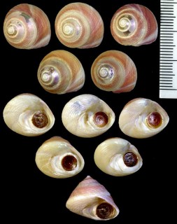 カドバリエビス Callumbonella suturale small