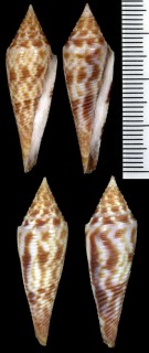 カンタンホウオウイモ Conus longurionis kantanganus small