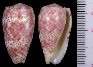 シャクナゲイモ Conus adamsonii small