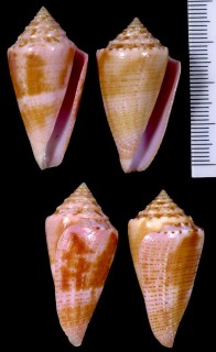 オオバミューダイモ Conus mindanus agassizii small