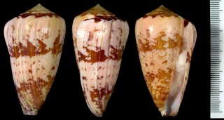 シロタエイモ Conus natalis gilchristi small