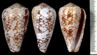 バザルトアジロイモ Conus pennaceus bazarutensis small