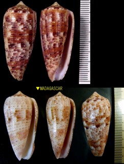 オボロイモ Conus nimbosus small