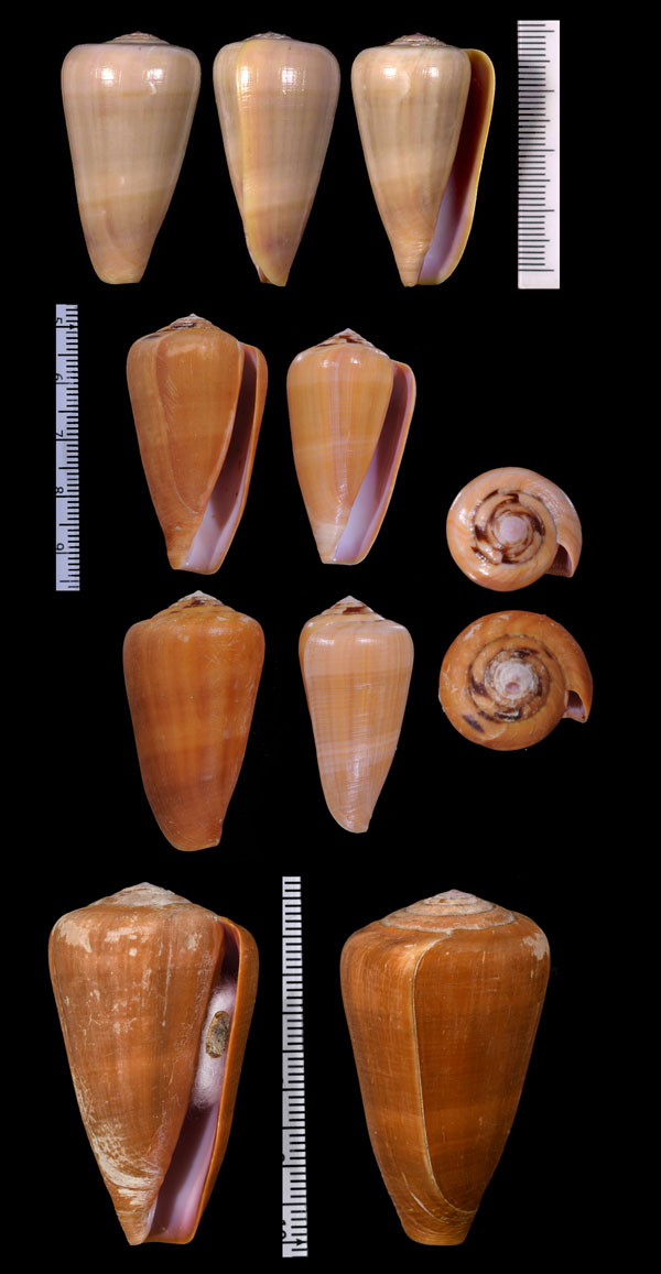 ナタールアジロイモ Conus lohri small