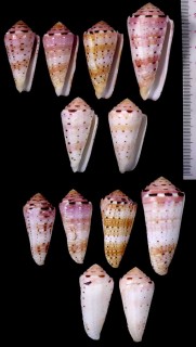 ハナヤカミナシ Conus aurisiacus small