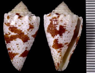 バーチイモ Conus bartschi small
