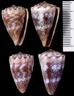 カザリサヤガタイモ Conus encaustus