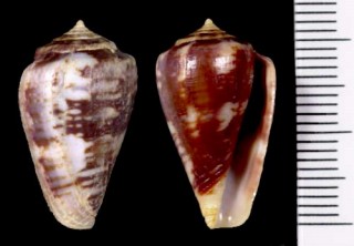チクビイモ Conus papilliferus small